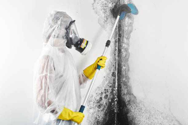 Best Emergency Mold Remediation  in Rapid City, MI