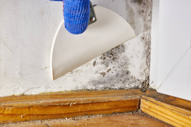 Best Residential Mold Inspection & Testing  in Rapid City, MI